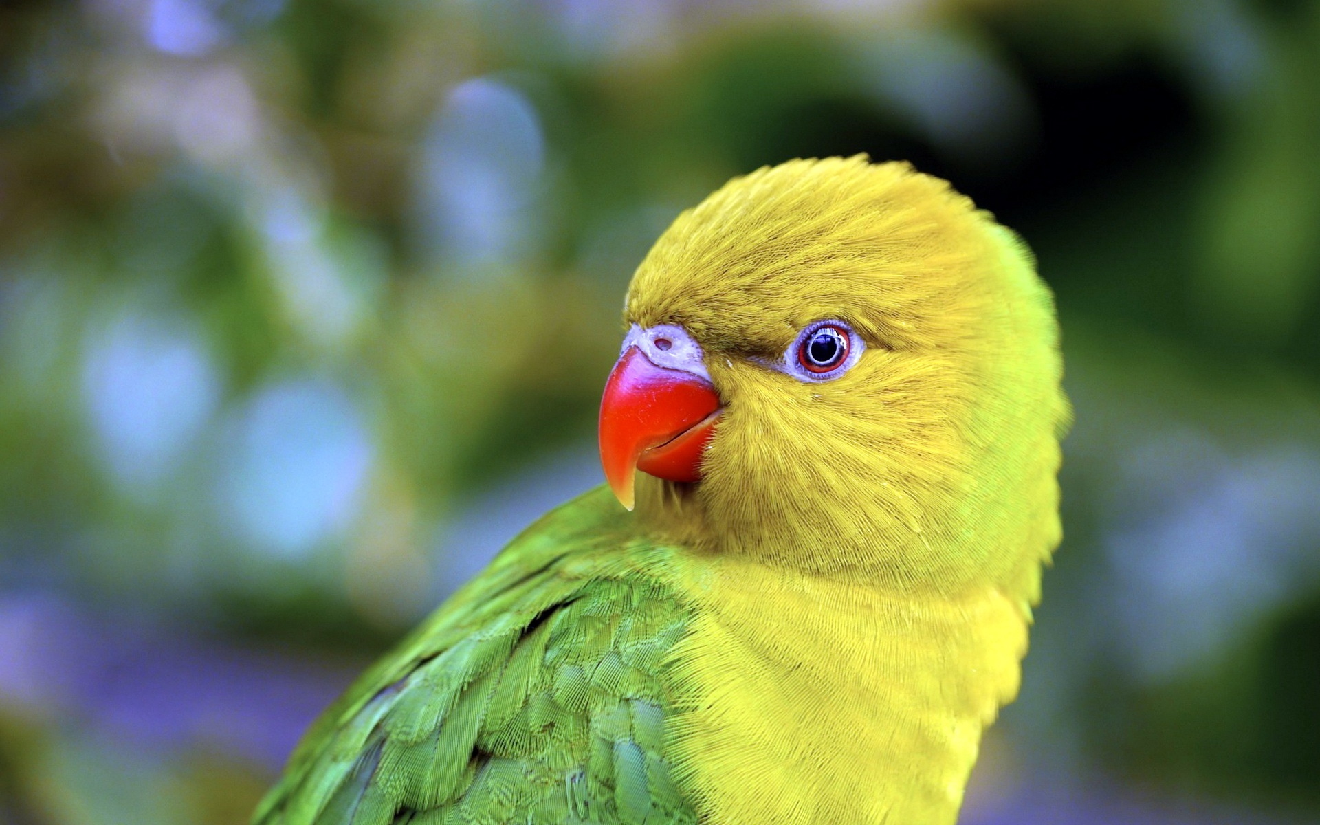 desktop the picture of parrot