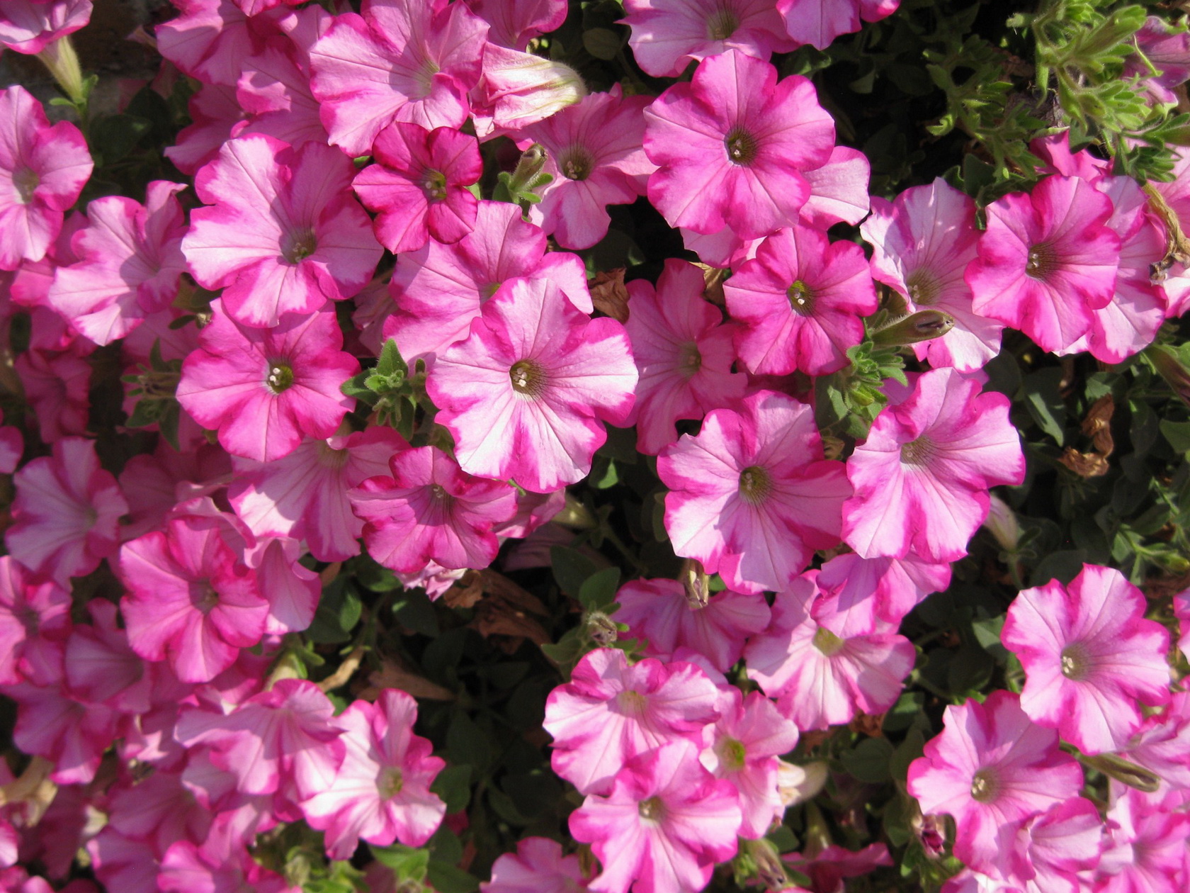 dazzling free blooming petunia photos download