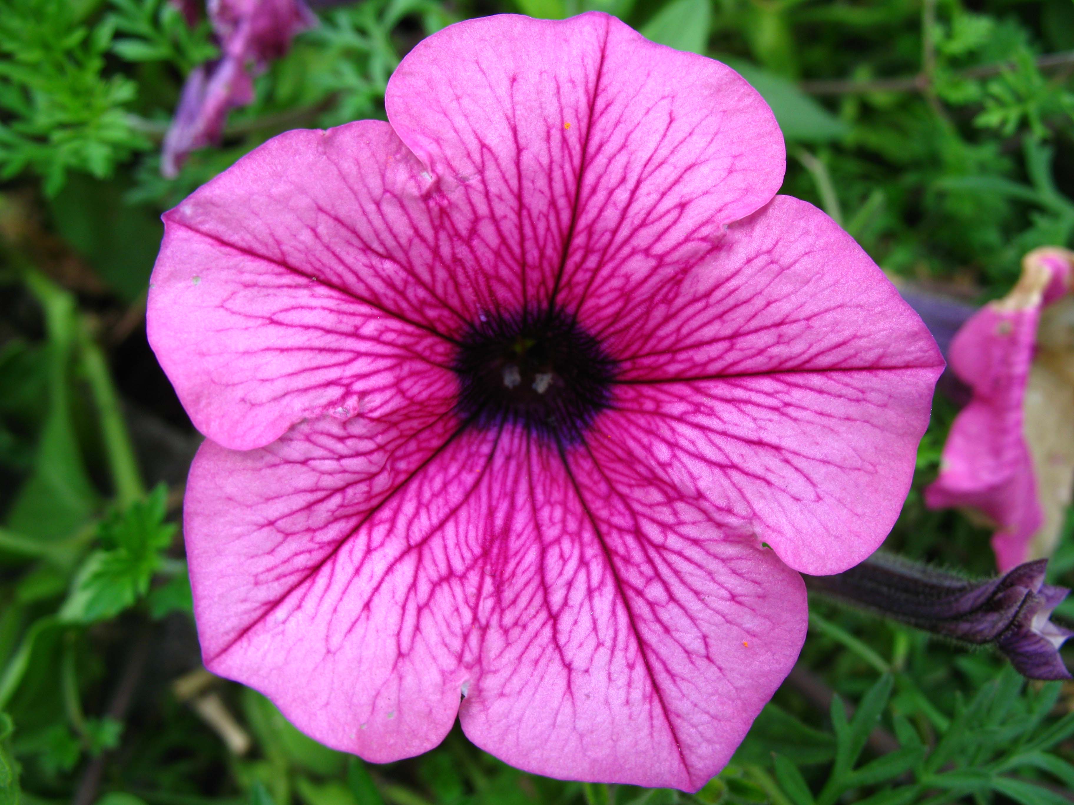 Download Hd Amazing Petunia Flower Photos
