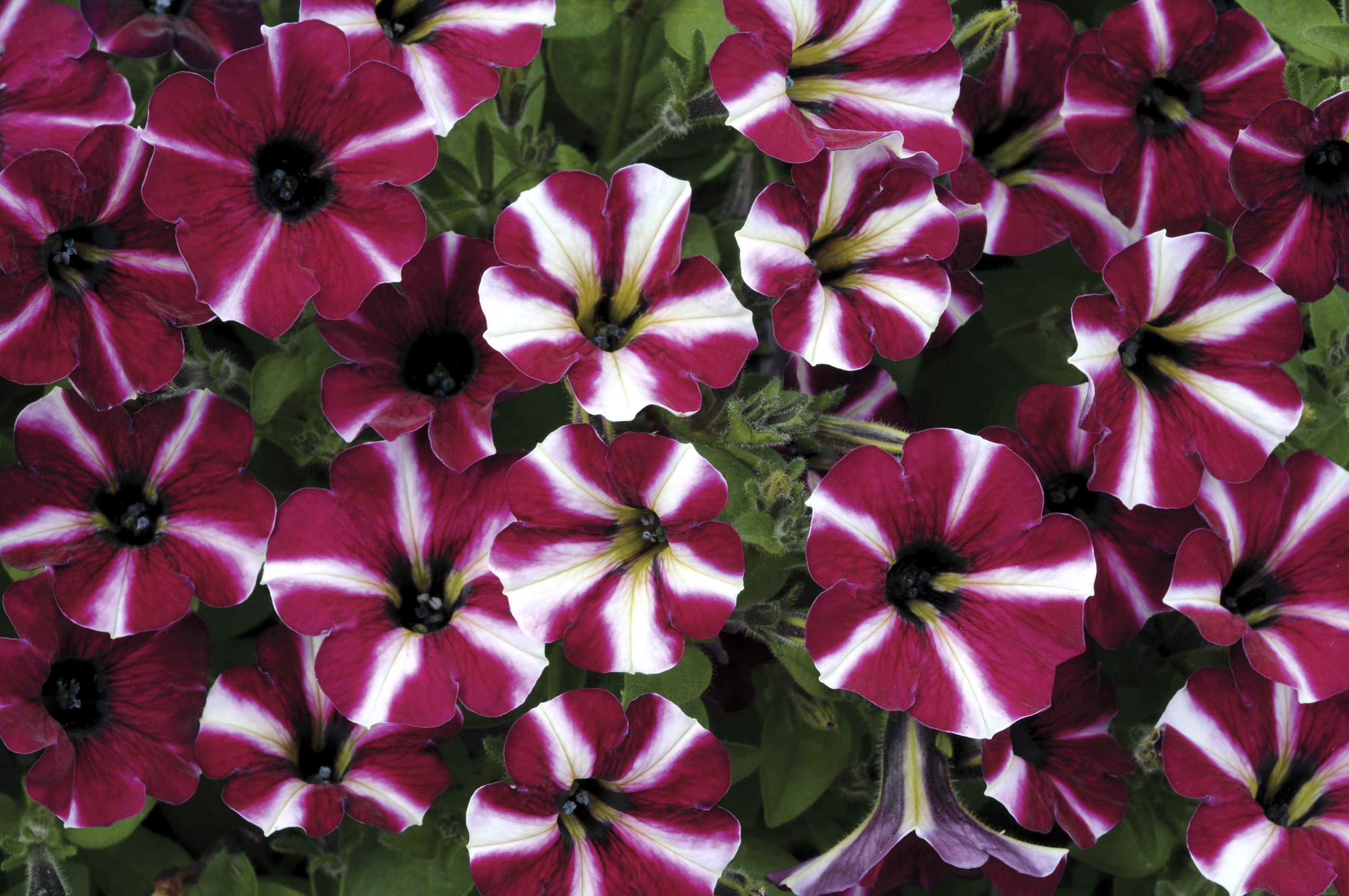 Download Nice Hd Blooming Petunia Photos
