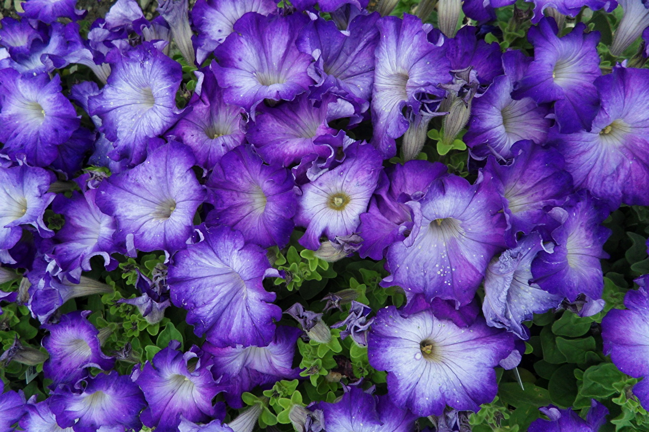 Excellent Blooming Petunia Wallpapers Free Download
