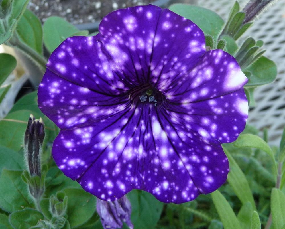 free awesome petunia flowers pictures for mobile