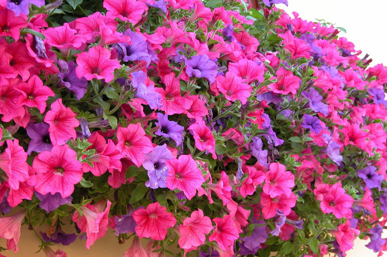 free fantastic blooming petunia pictures for mobile