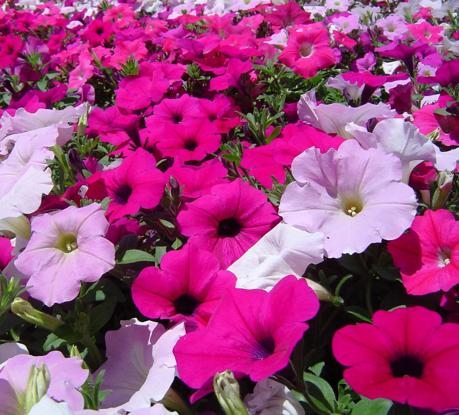 free high definition mind blowing colorful petunia screensavers download