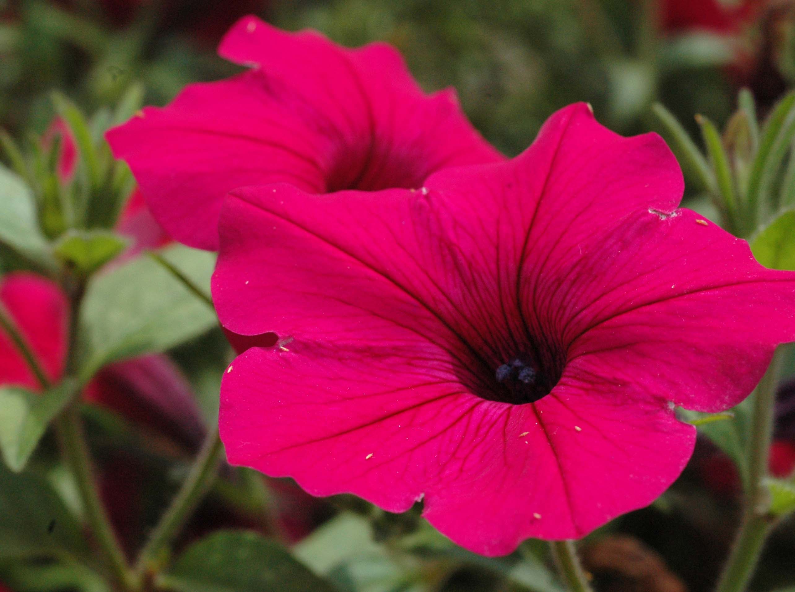 gorgeous petunia pictures free download