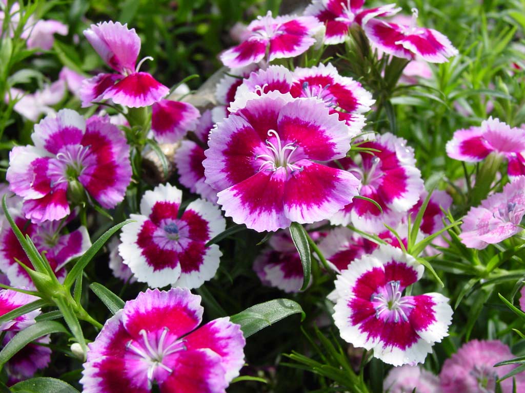 pretty spring petunia images for smart phone