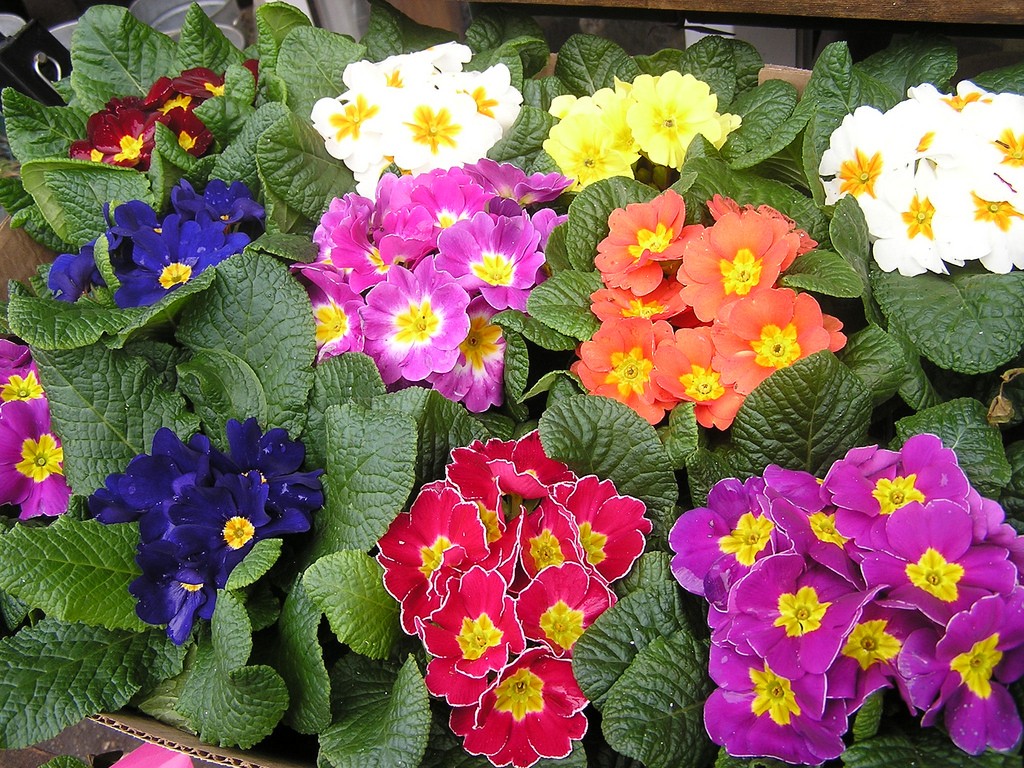 Amazing Spring Primrose Image Download