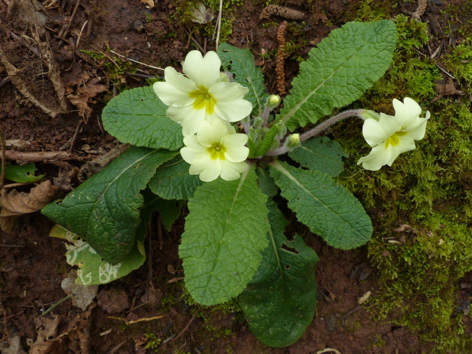 best high resolution spring primrose image
