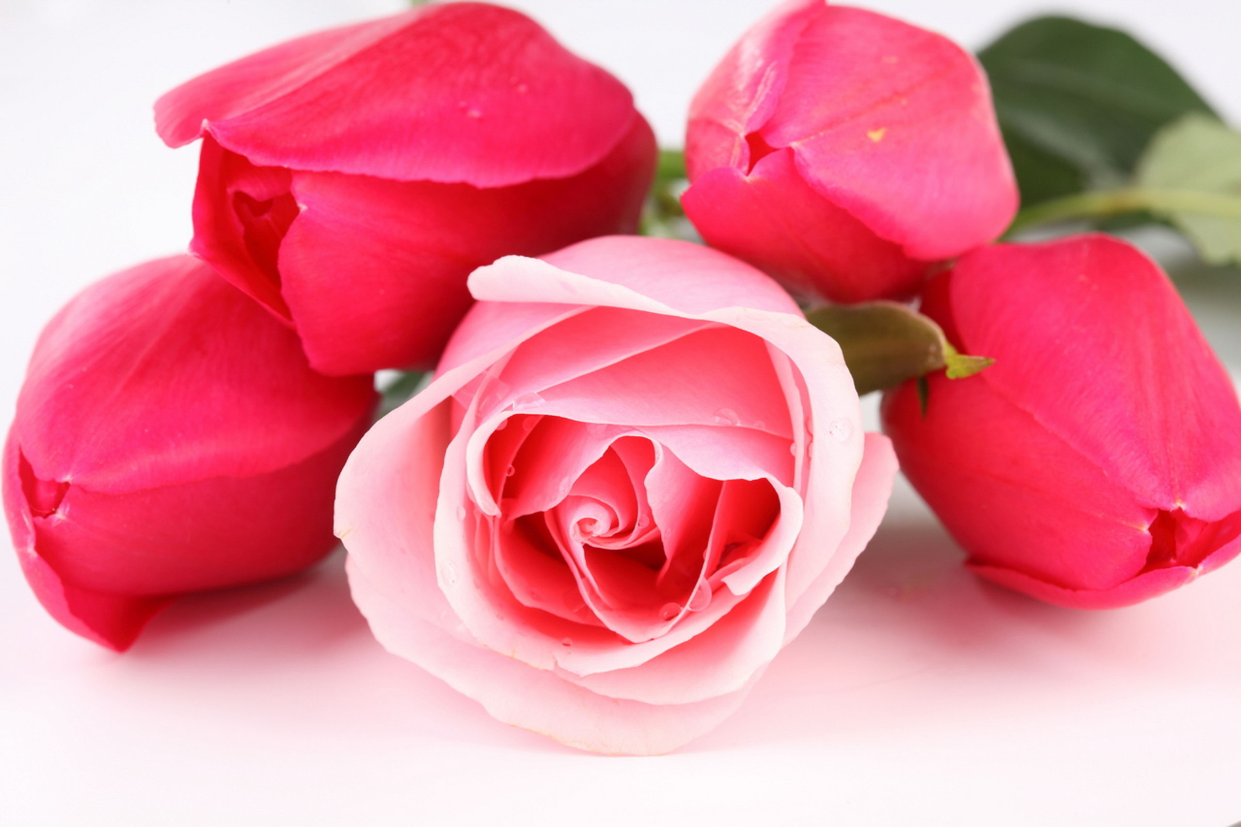 3d rose wallpaper desktop