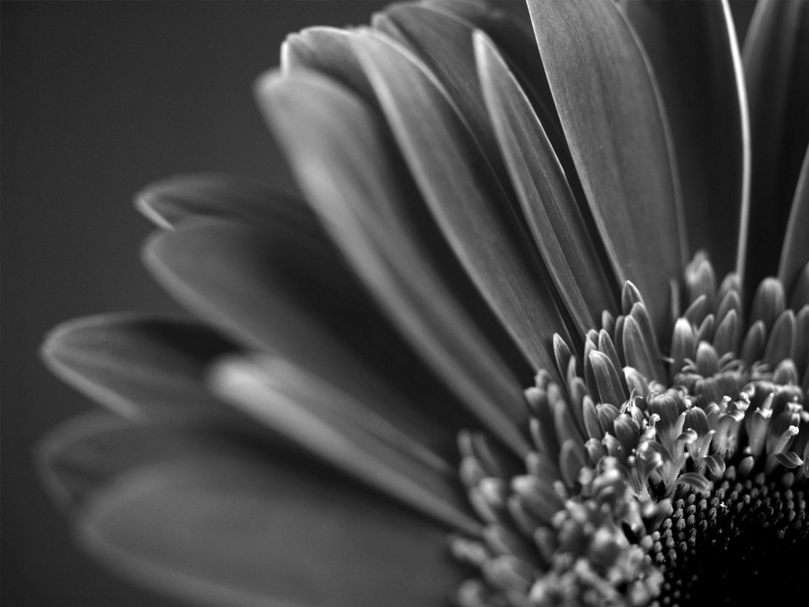 black and white flower image wallpaper mobile backgrounds