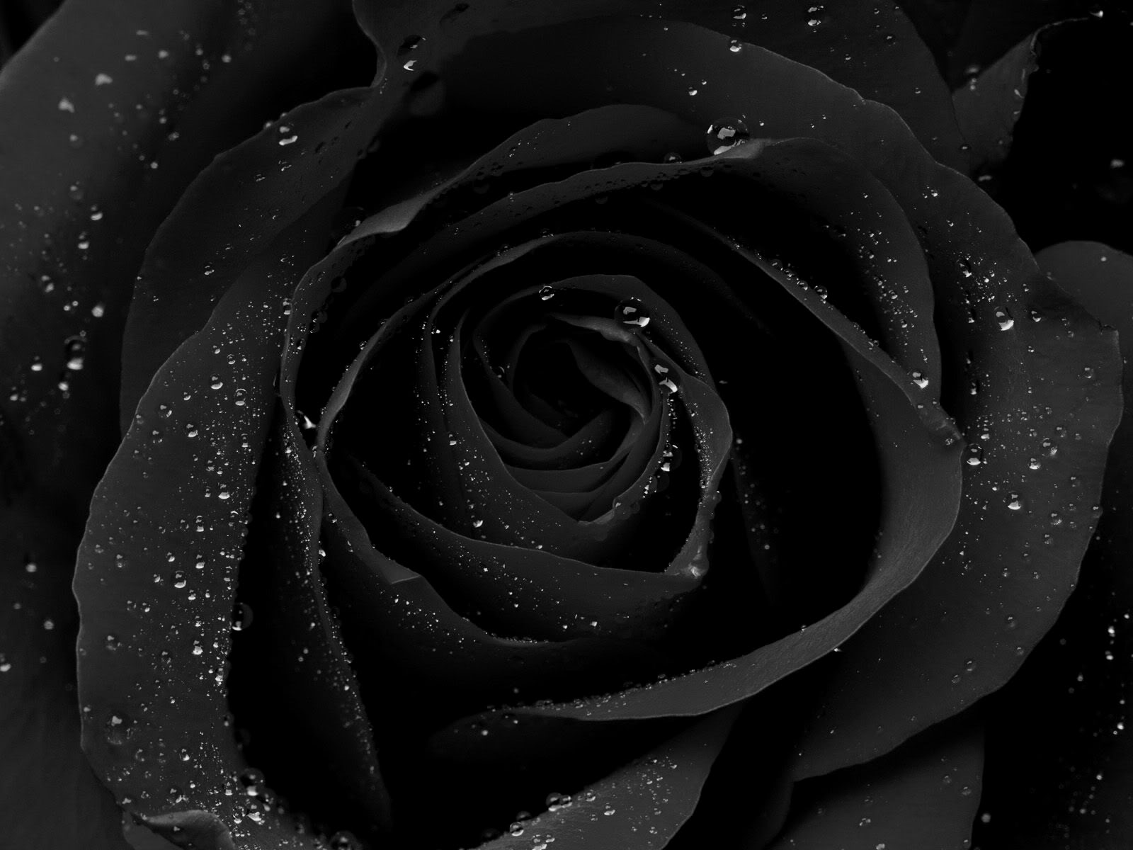 black rose wallpepar download mobile backgrounds