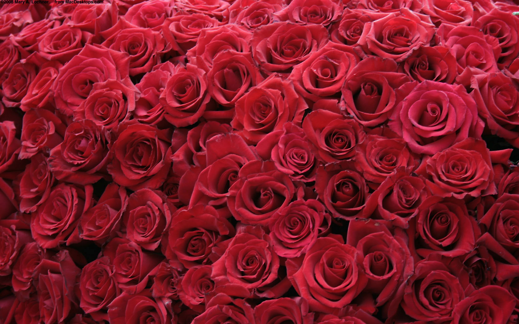 Desktop 3d Love Rose Wallpaper Download