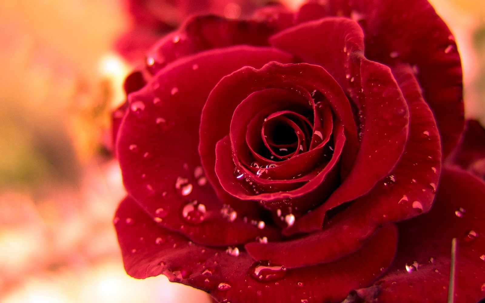 Free Download Hd Wallpaper Of Rose 3D Mobile Backgrounds