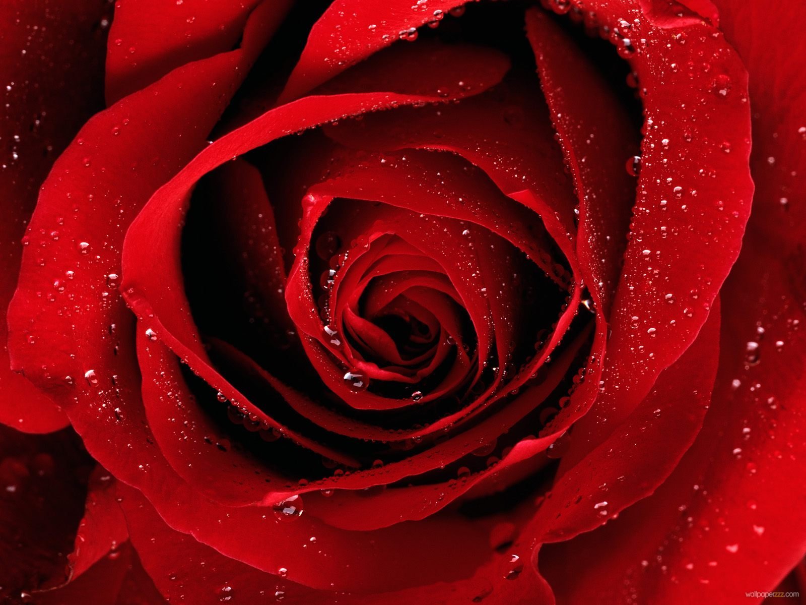 Free Rose Wallpaper Download Mobile Backgrounds