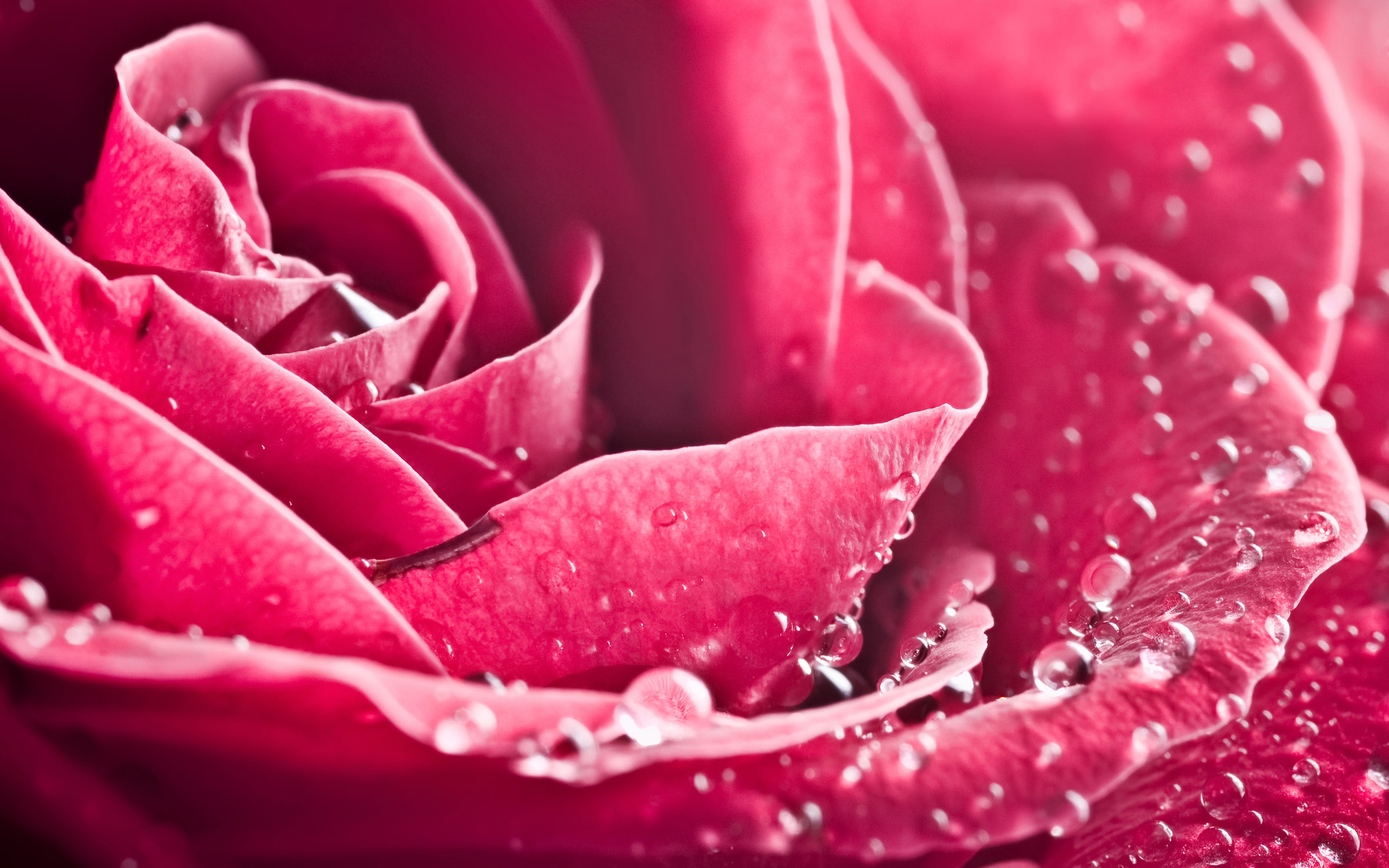 hd 3d wallpaper of rose mobile backgrounds