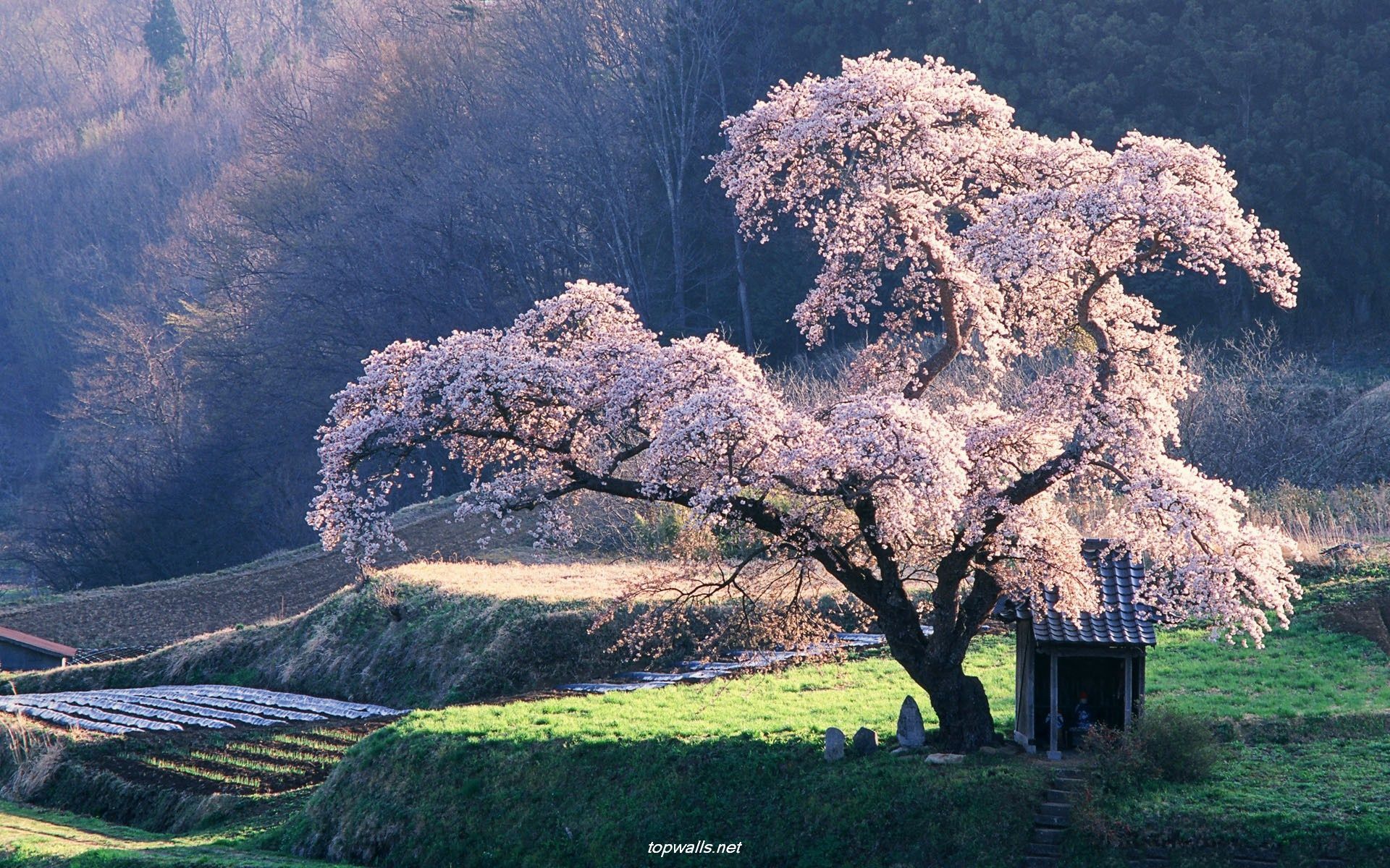 Best Scenary Spring In Japan Wallpaper Background Image