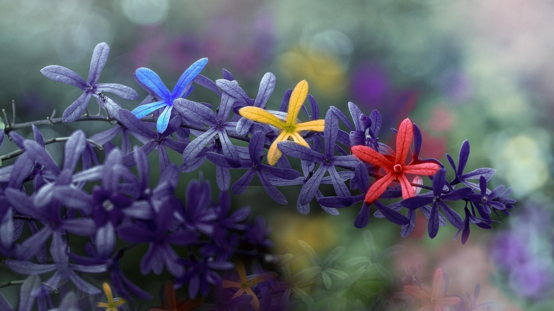 colorful busy life flowers spring hd wallpapers