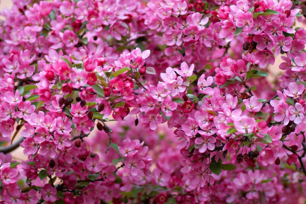 lilac spring season flower hd free wallpapers
