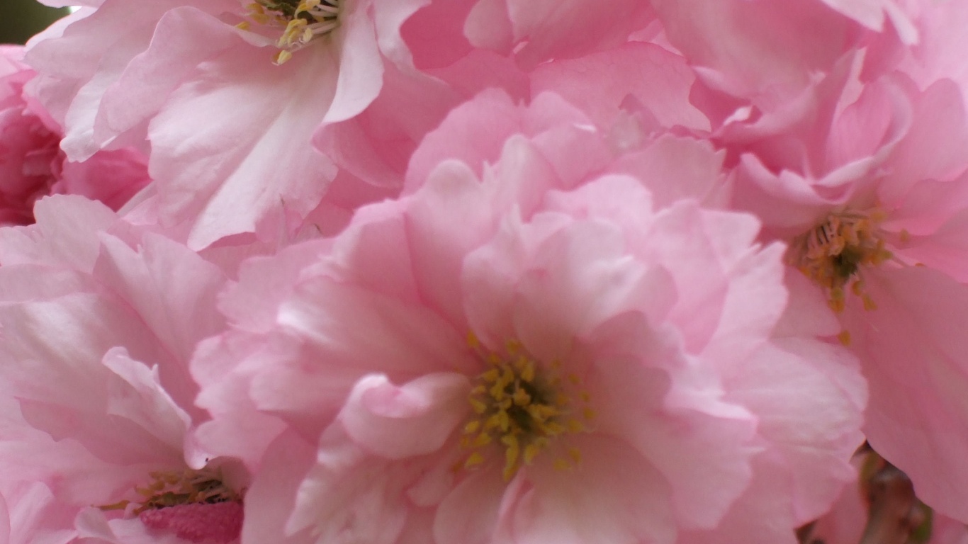 pink rose petals and images wallpaper download