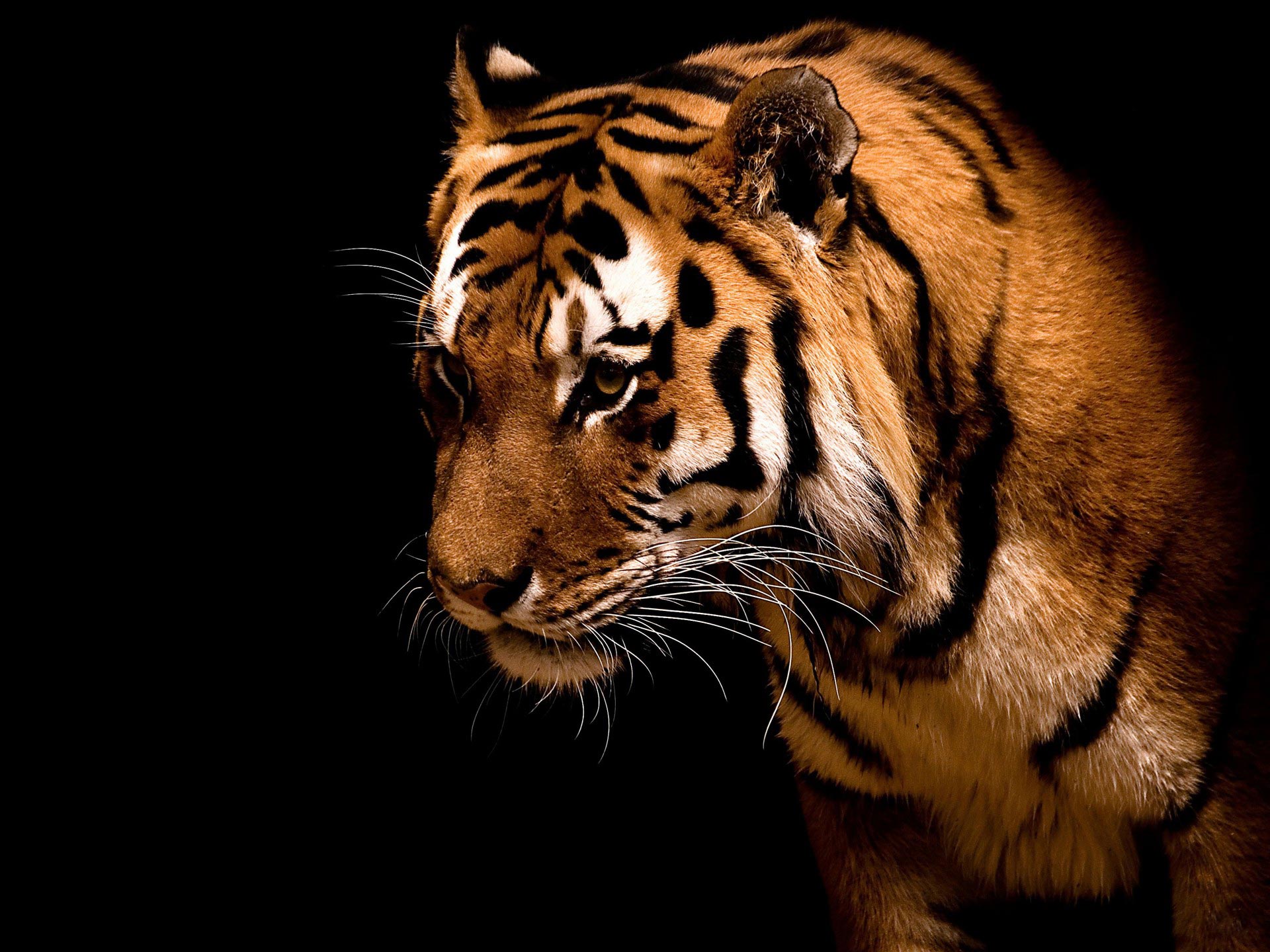 desktop awesome tiger pics