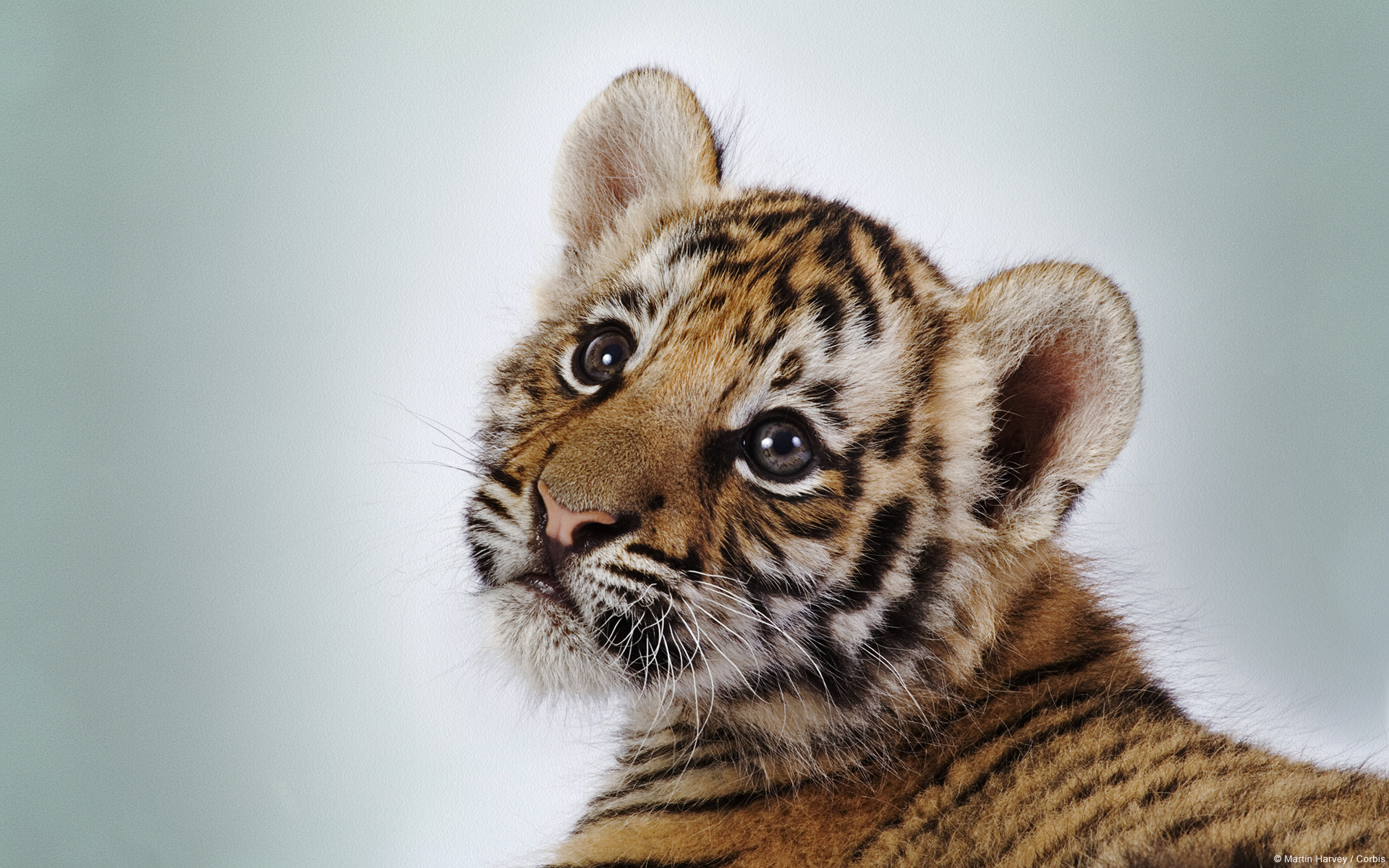 Desktop Bengal Tiger Cub Pics Wallpaper