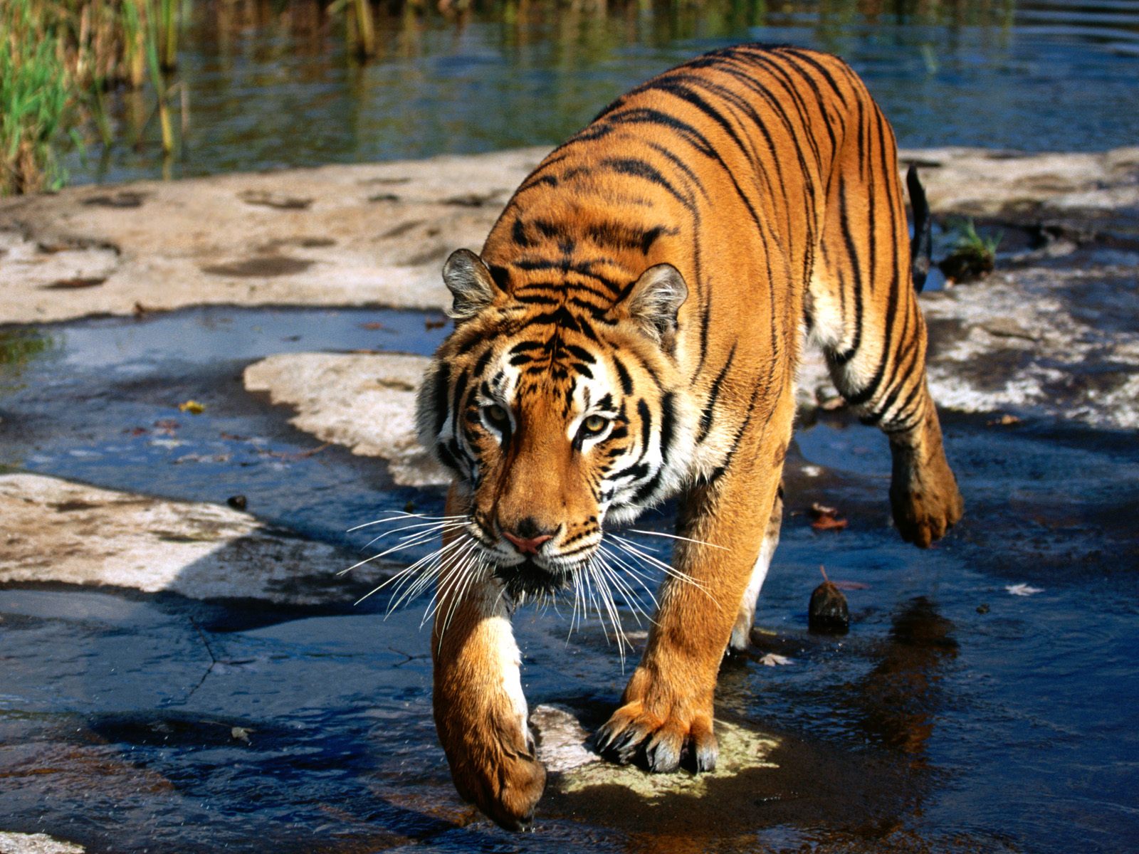 desktop bengal tiger pics images