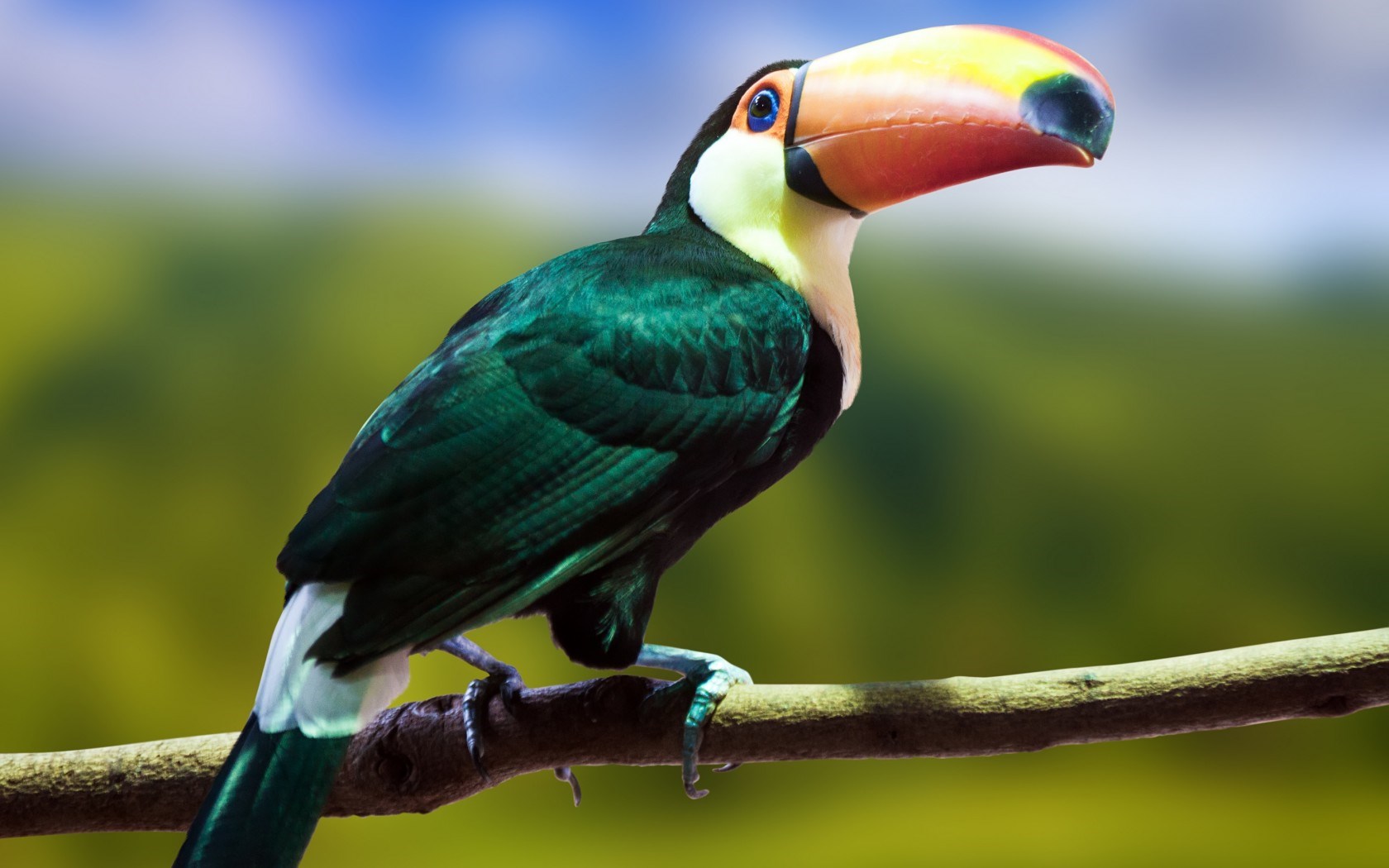 Toucan bird image