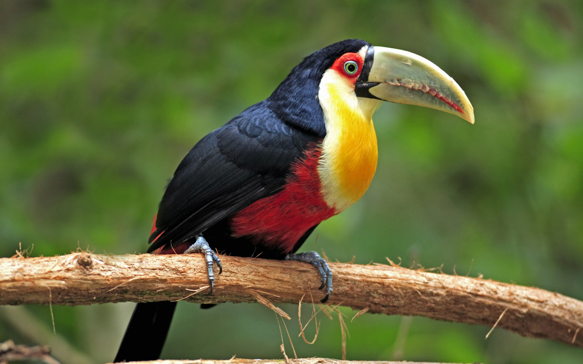 Toucan hd images