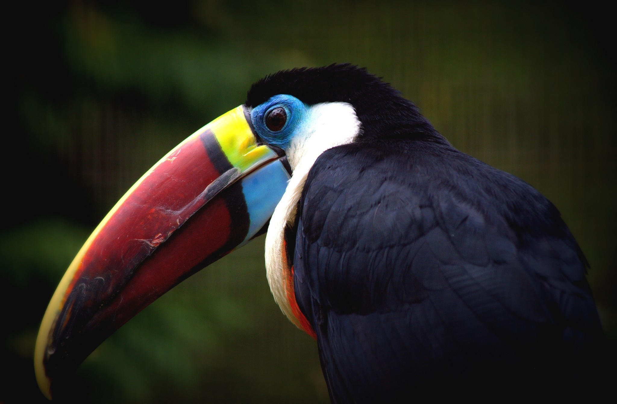 Toucan images