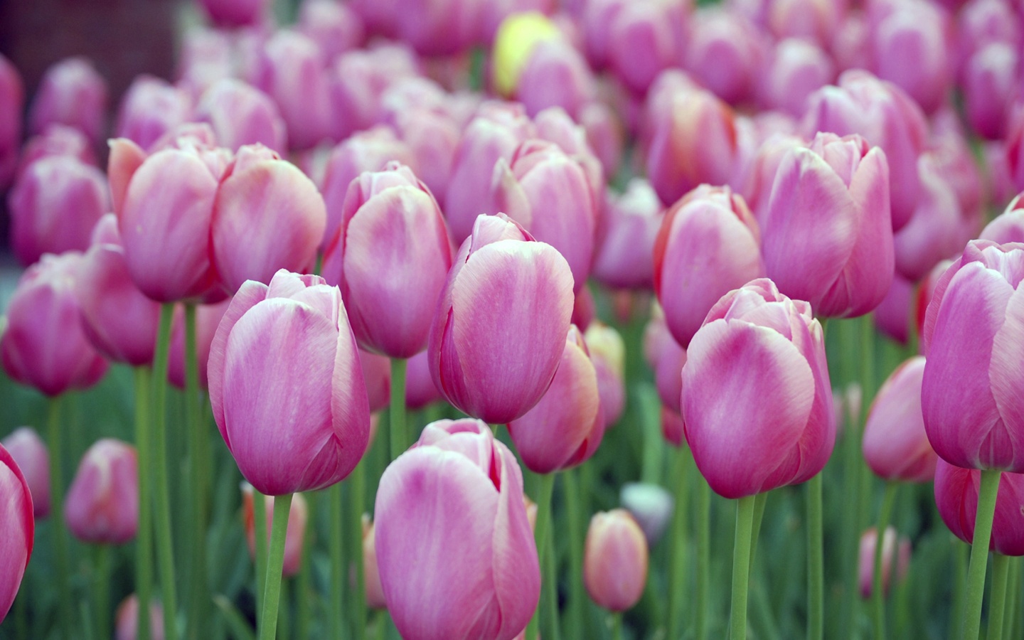 beautiful park with colorful tulips garden free download images