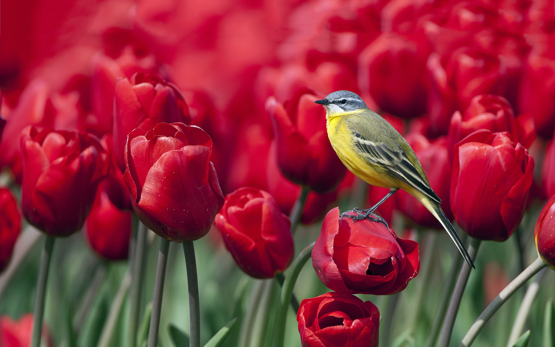 bird red tulips highresoultion desktop background pictures download