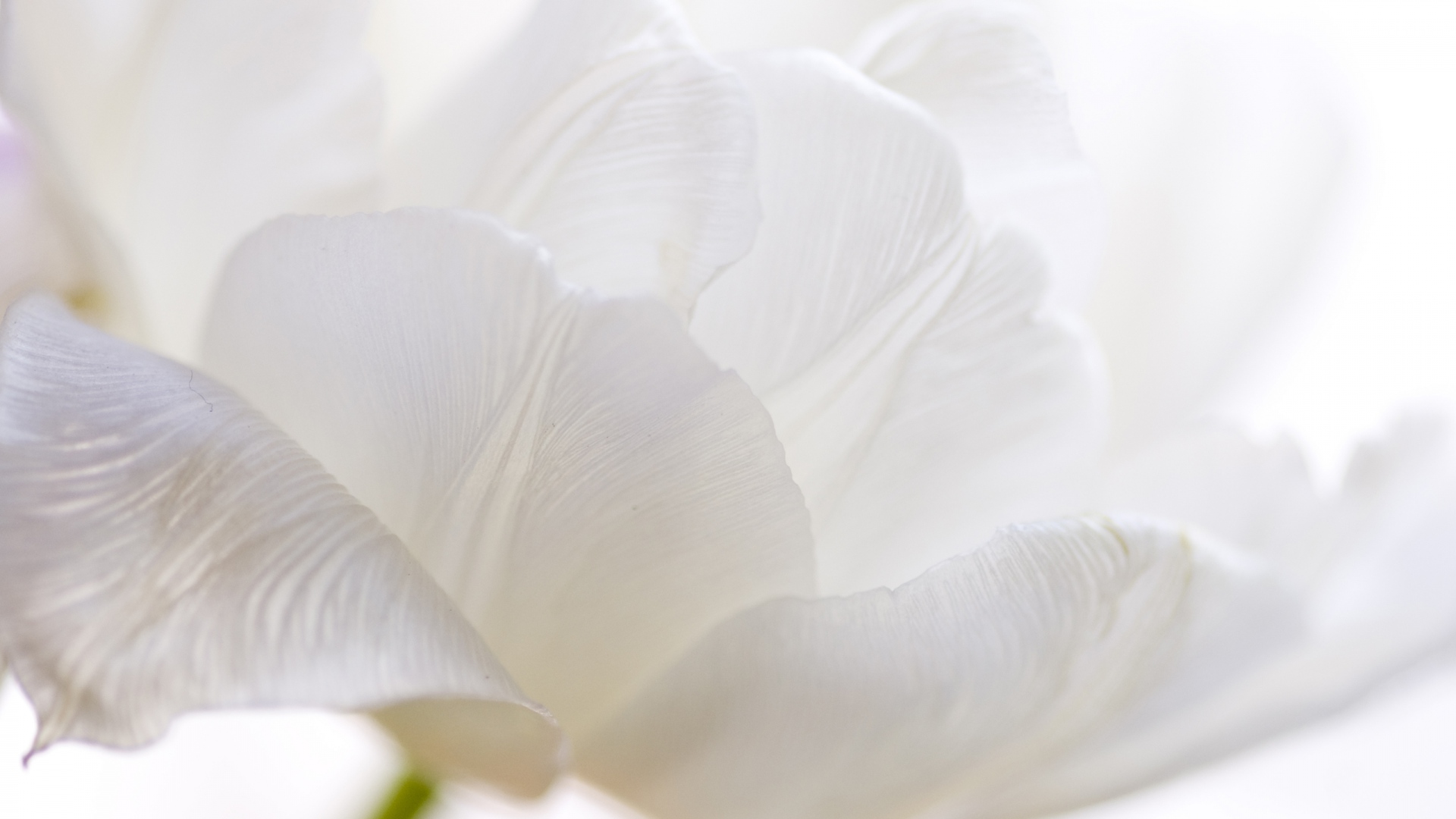 bloosms of white tulips beautiful wallpaper free download pics