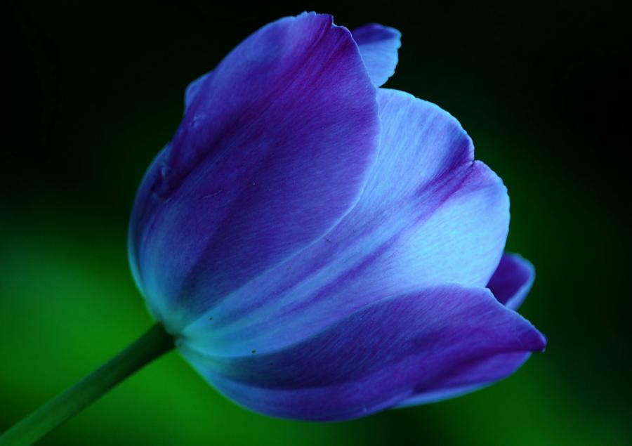 blue flower hydrangea images highresoultion desktop pictures free download