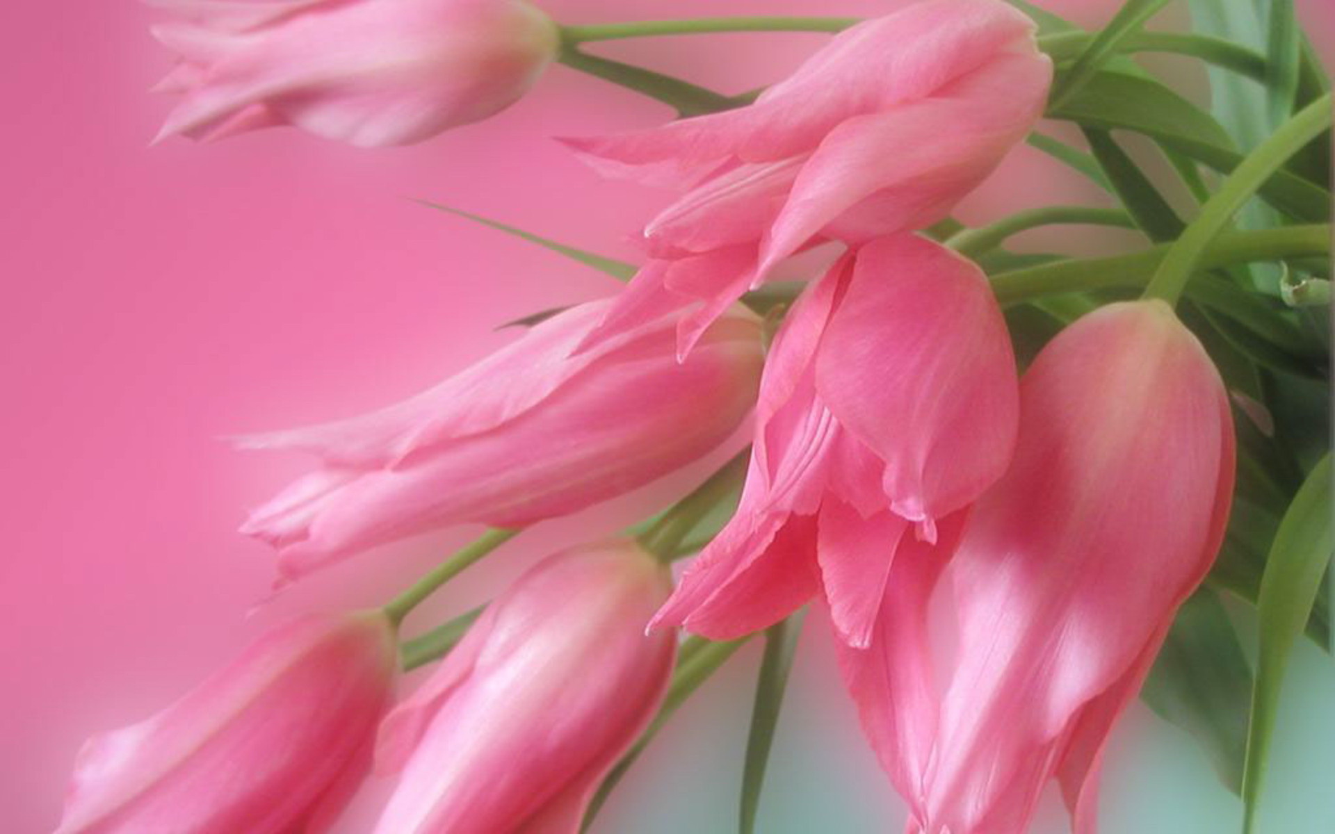 buds pink tulips flowers wallpaper desktop background