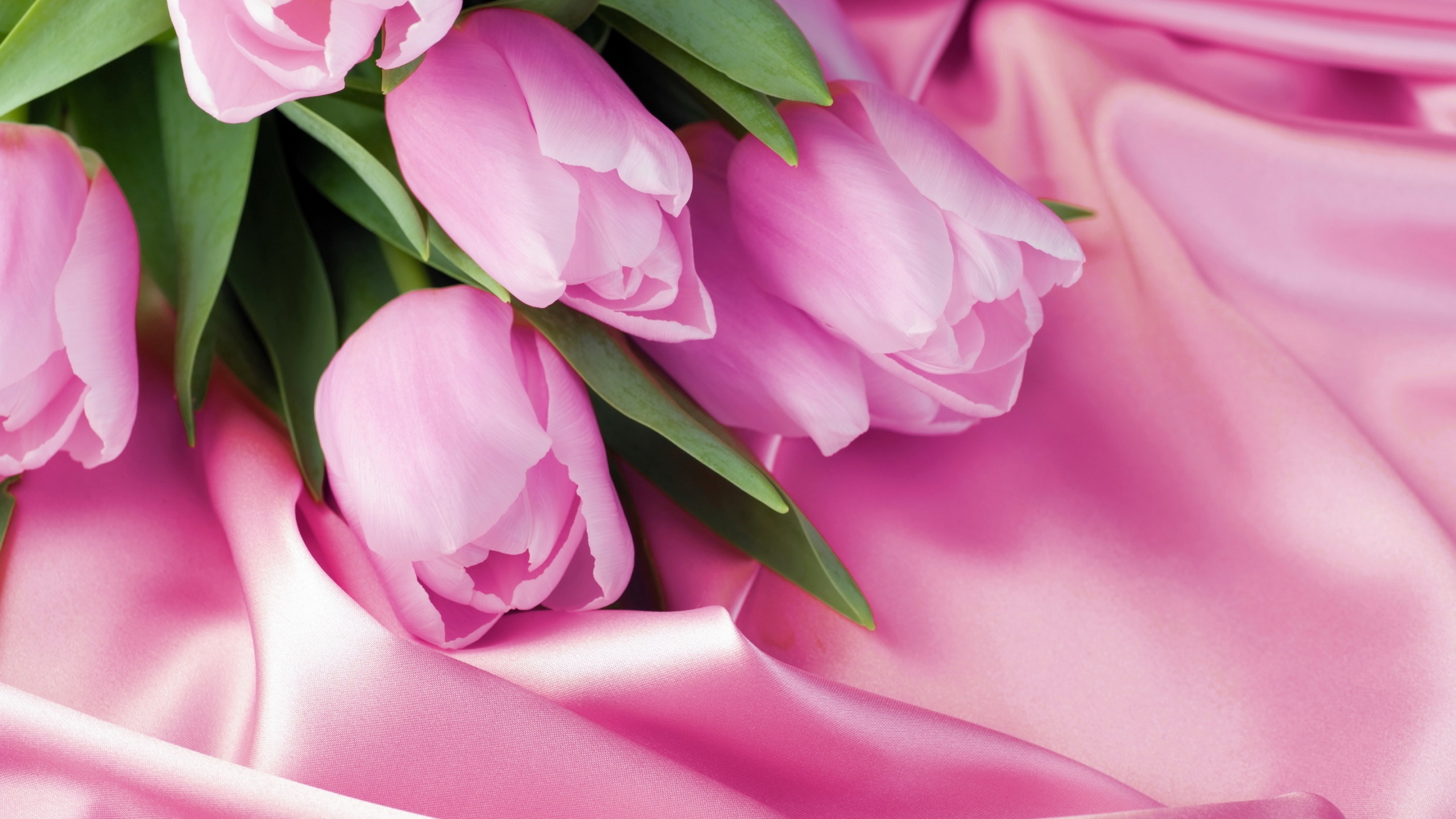 bunch pink tulips hd images free download pictures