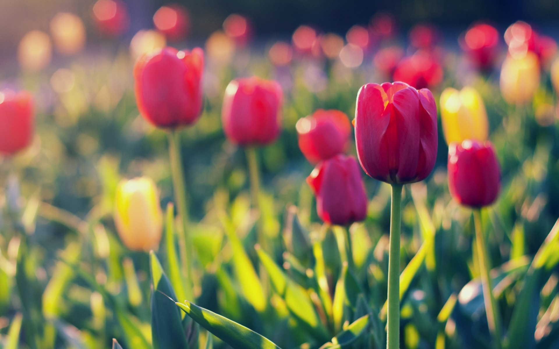 colorful tulips field colorful wallpaper free download