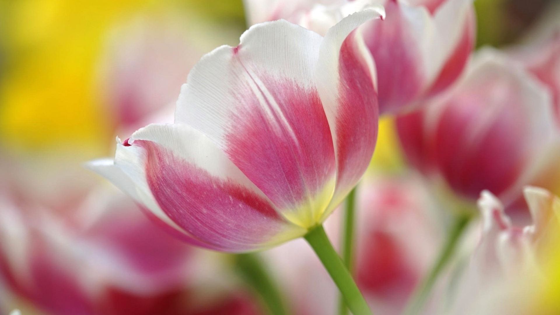 goerous pink tulip imges free download widescreen pictures