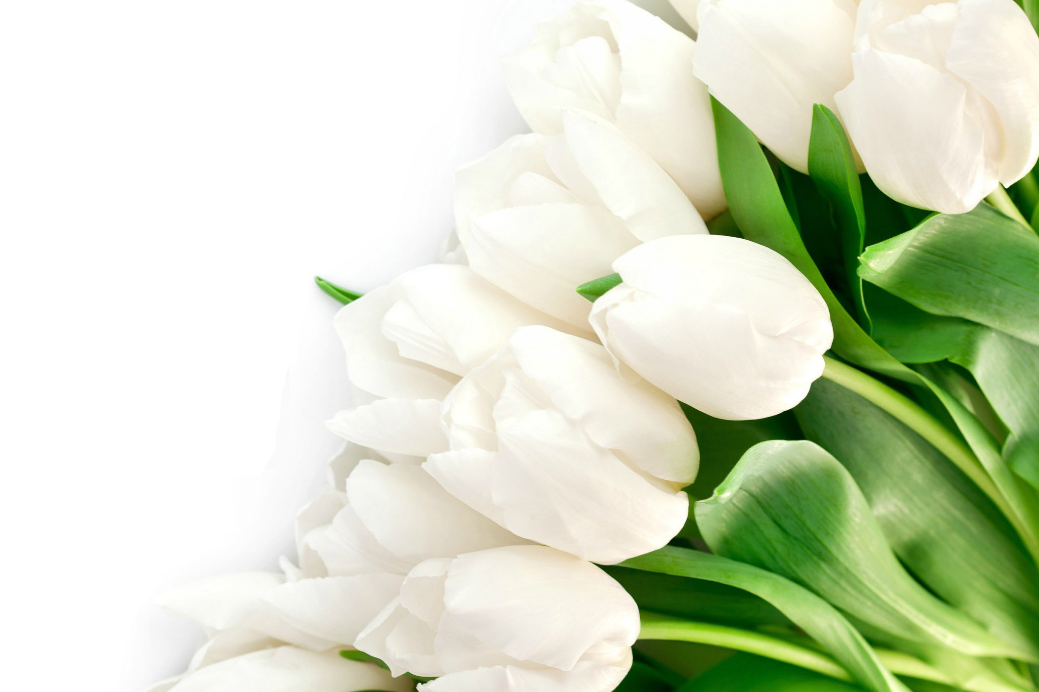 hd wallpaper lovely white tulips images free