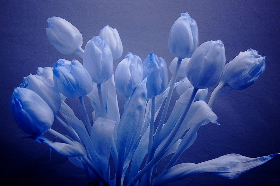 infra light blue tulips buds pictures free hd