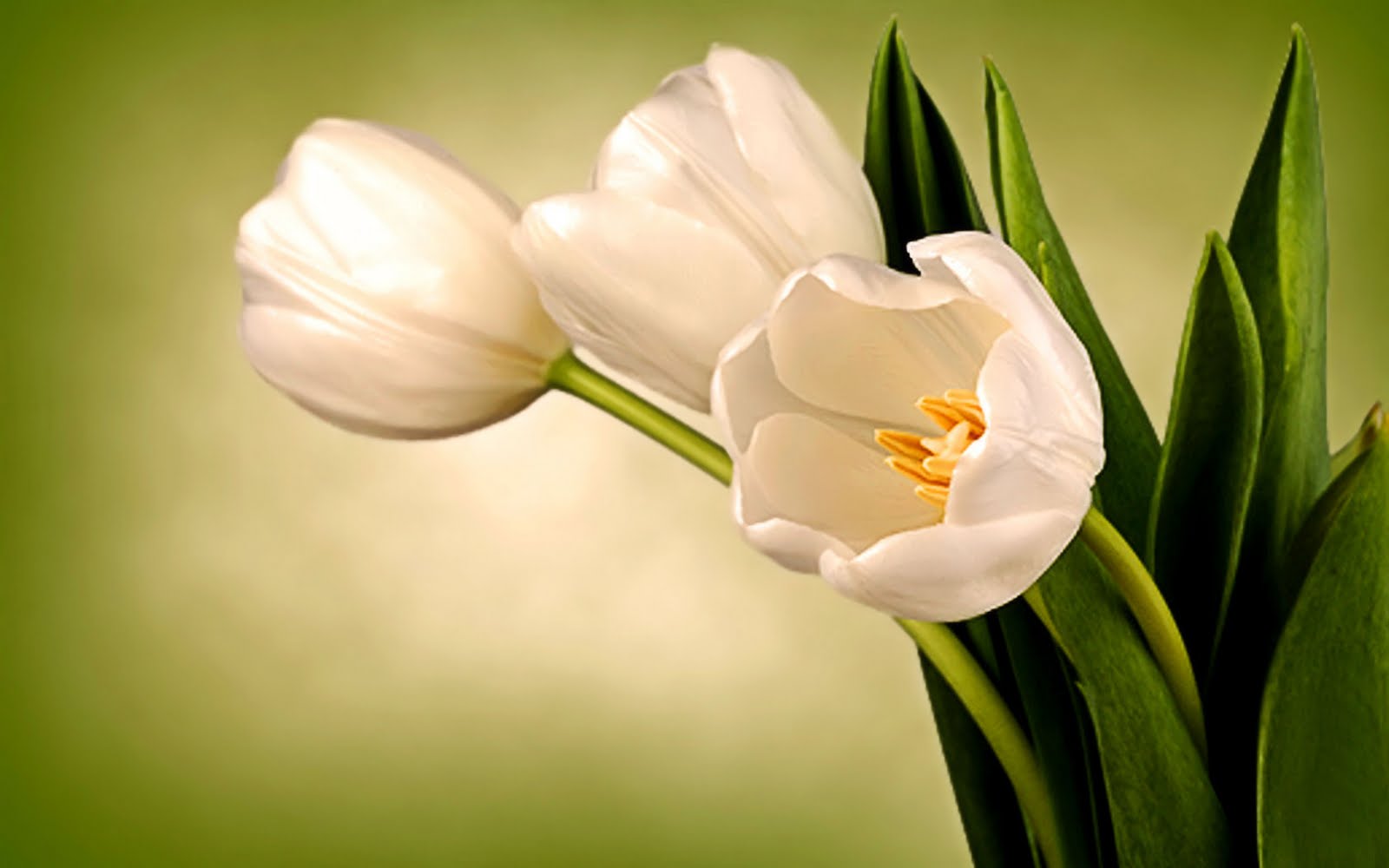 lilly of the valley white tulips nice desktop pictures free hd