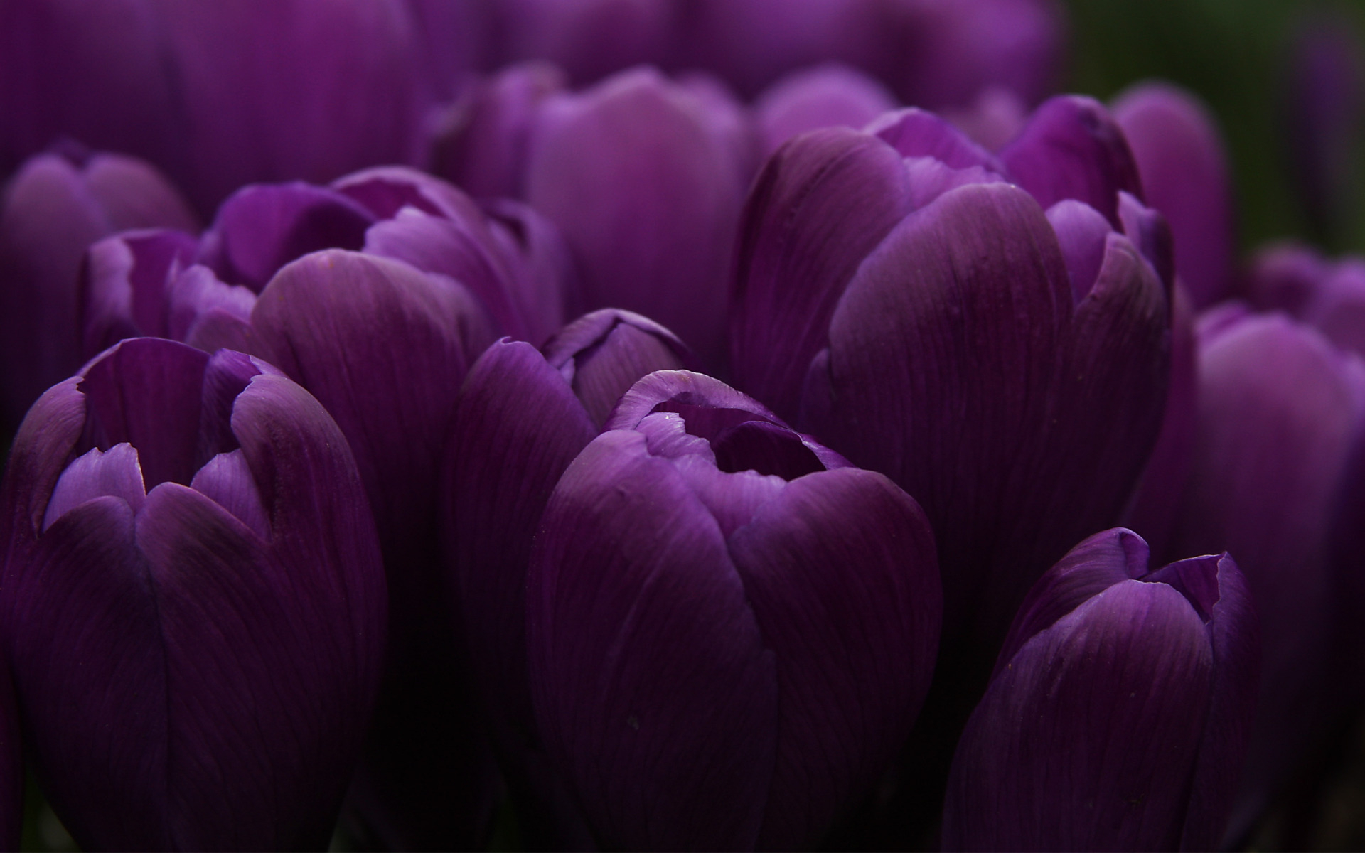 nature flowers purple tulips nicely garden images download