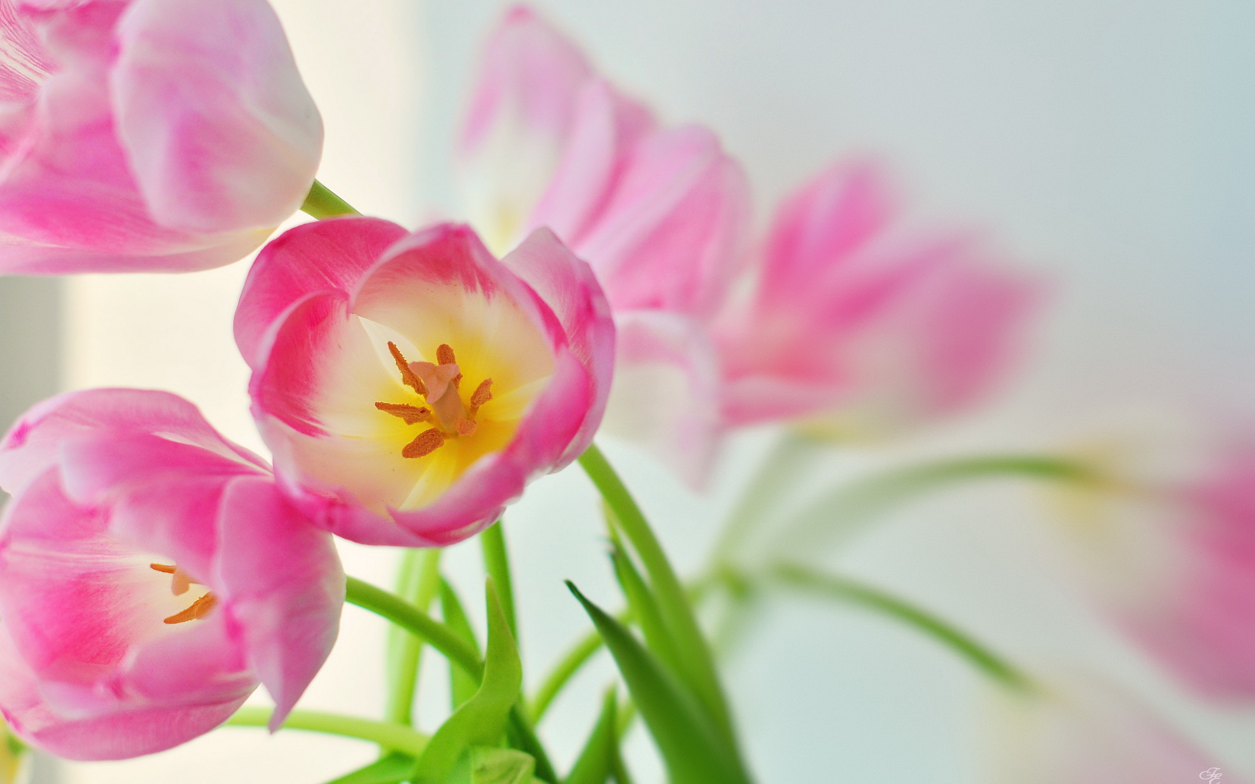 Pink Center Yellow Tulips Images Free Download Pictures