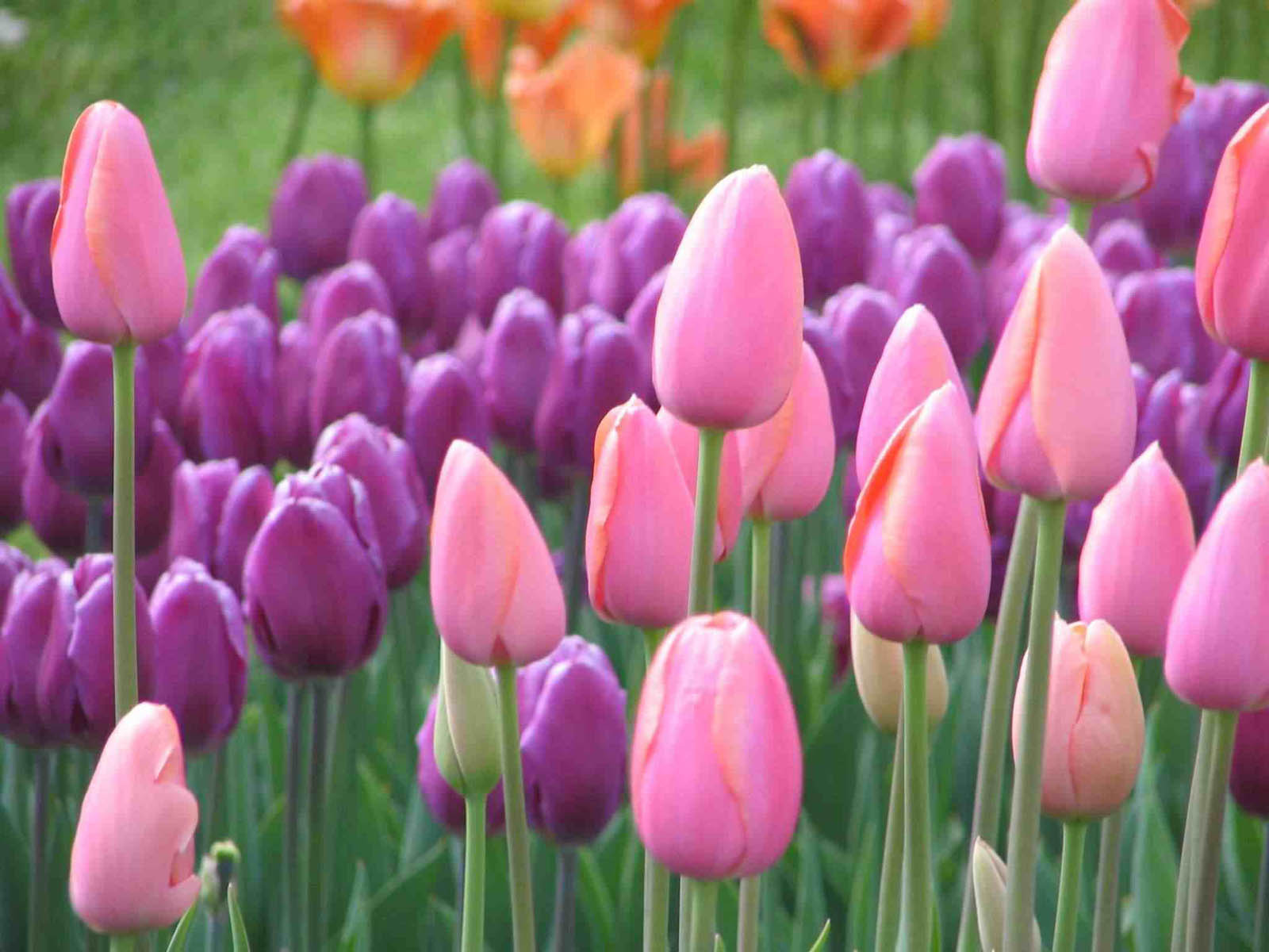 pink purple tulip beautiful flower of garden images