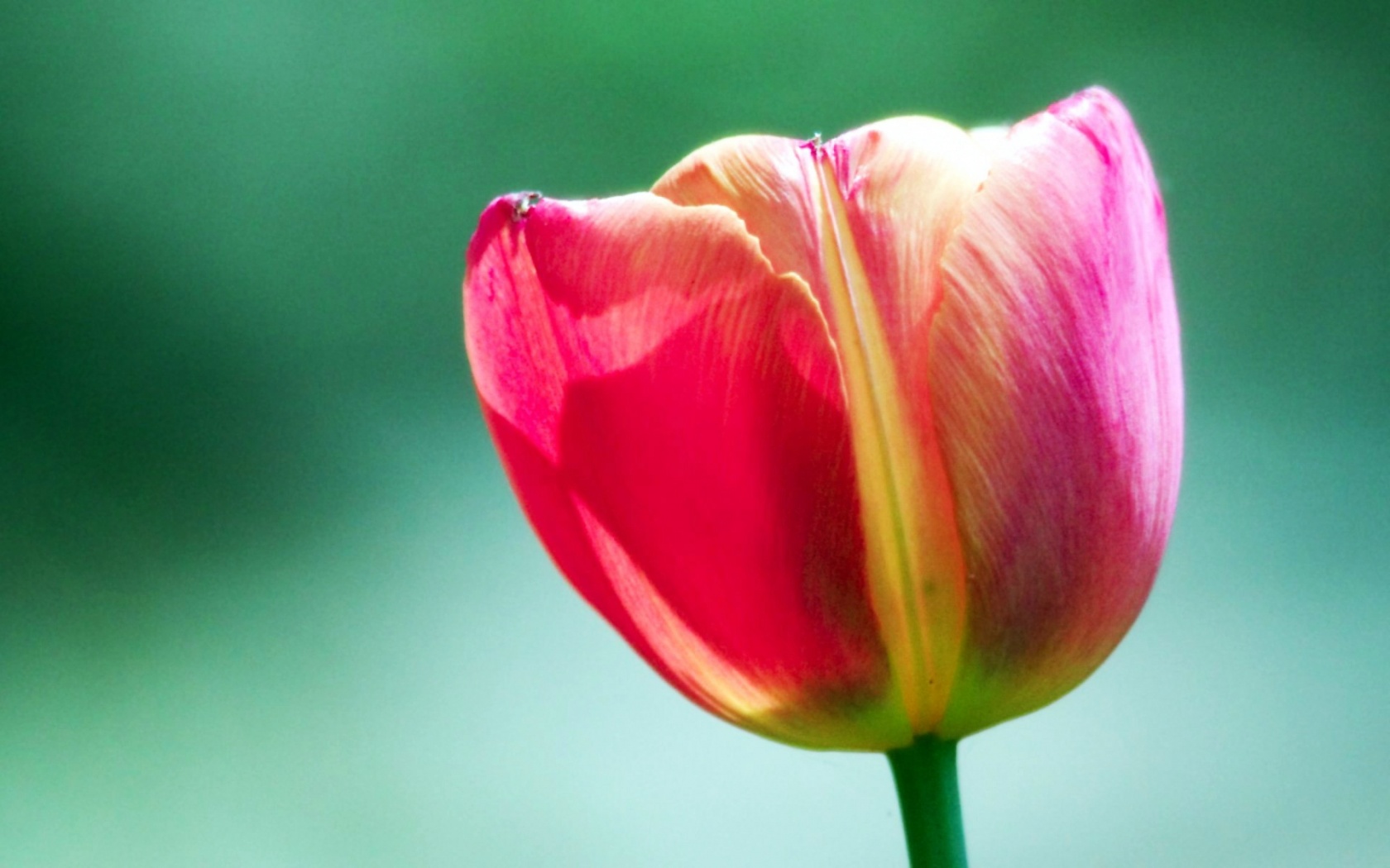 Pink Tulip Dynasty Flower Desktop Widescreen Free Download