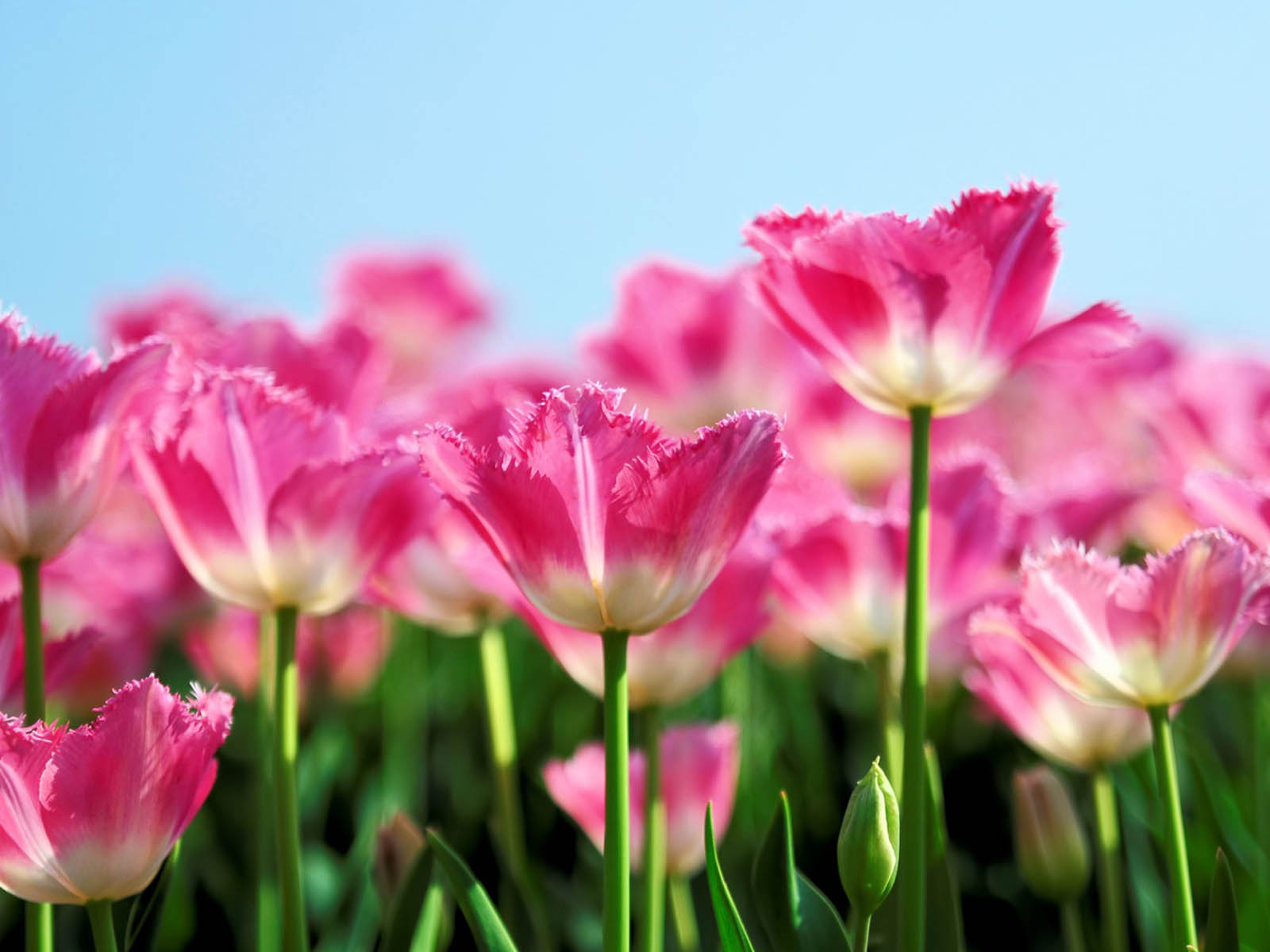Pink Tulip Dynasty Longfield Garden Desktop Pictures Free