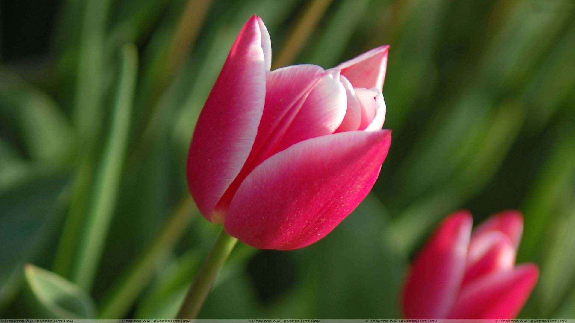 pink tulips closeup holland flowers beautiful images free