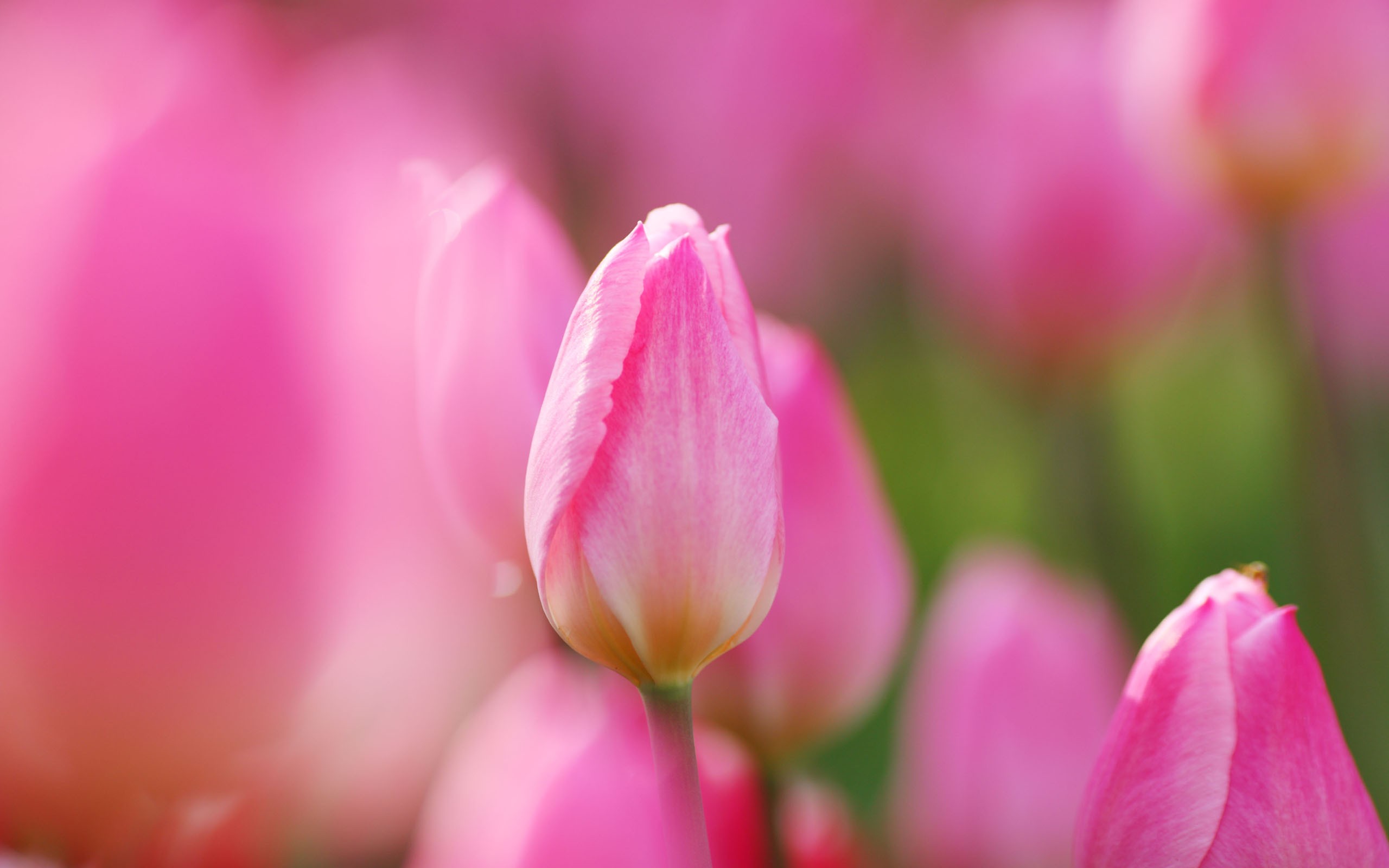 Pink Tulips Flower Of Free Wallpapers Download