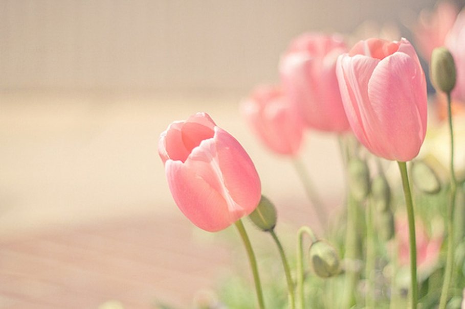 pink tulips macro wallpapers free images