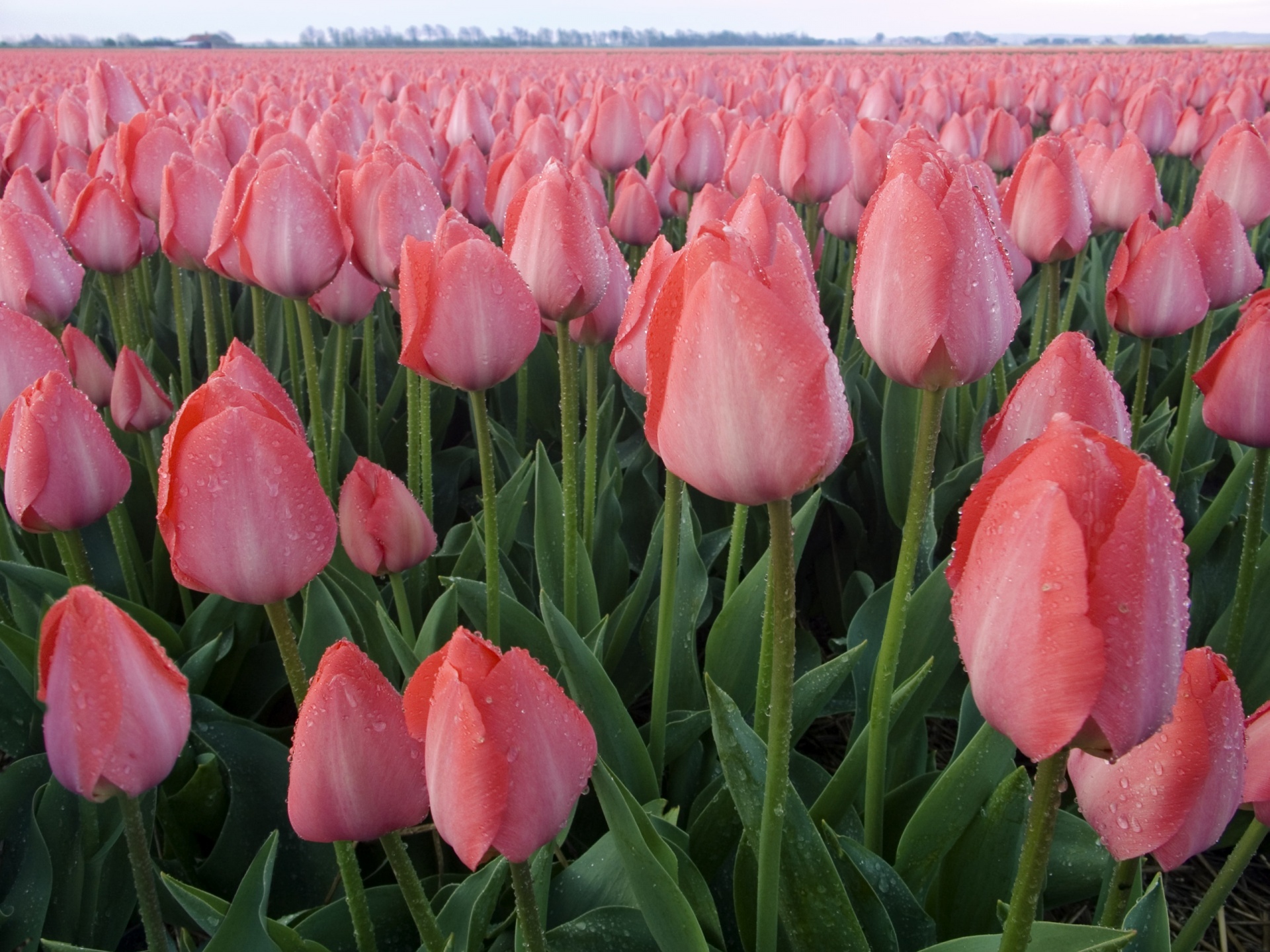 pink tulips splendors of the east wallpapers
