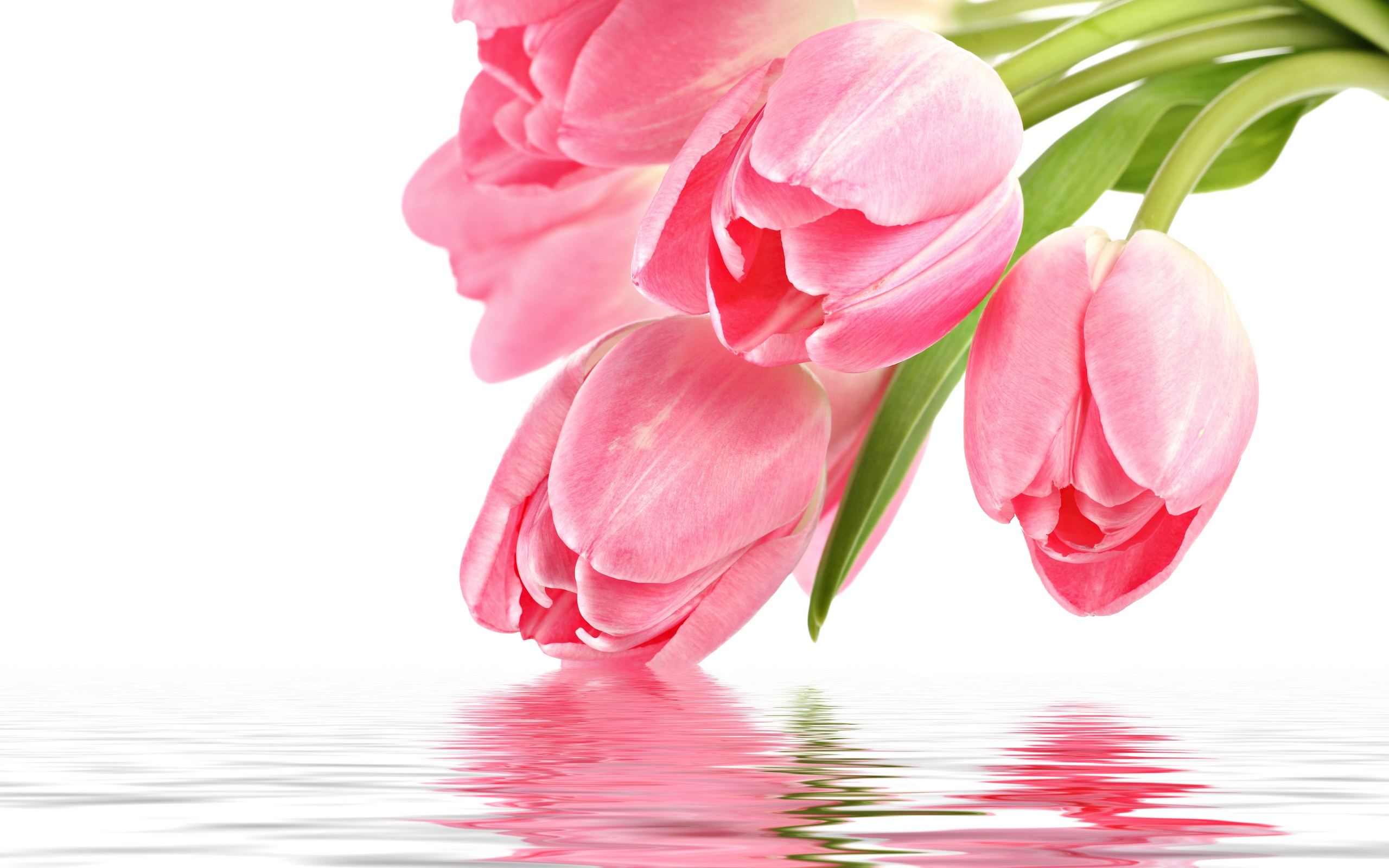 Pink Tulips Touch Of Water Images Download